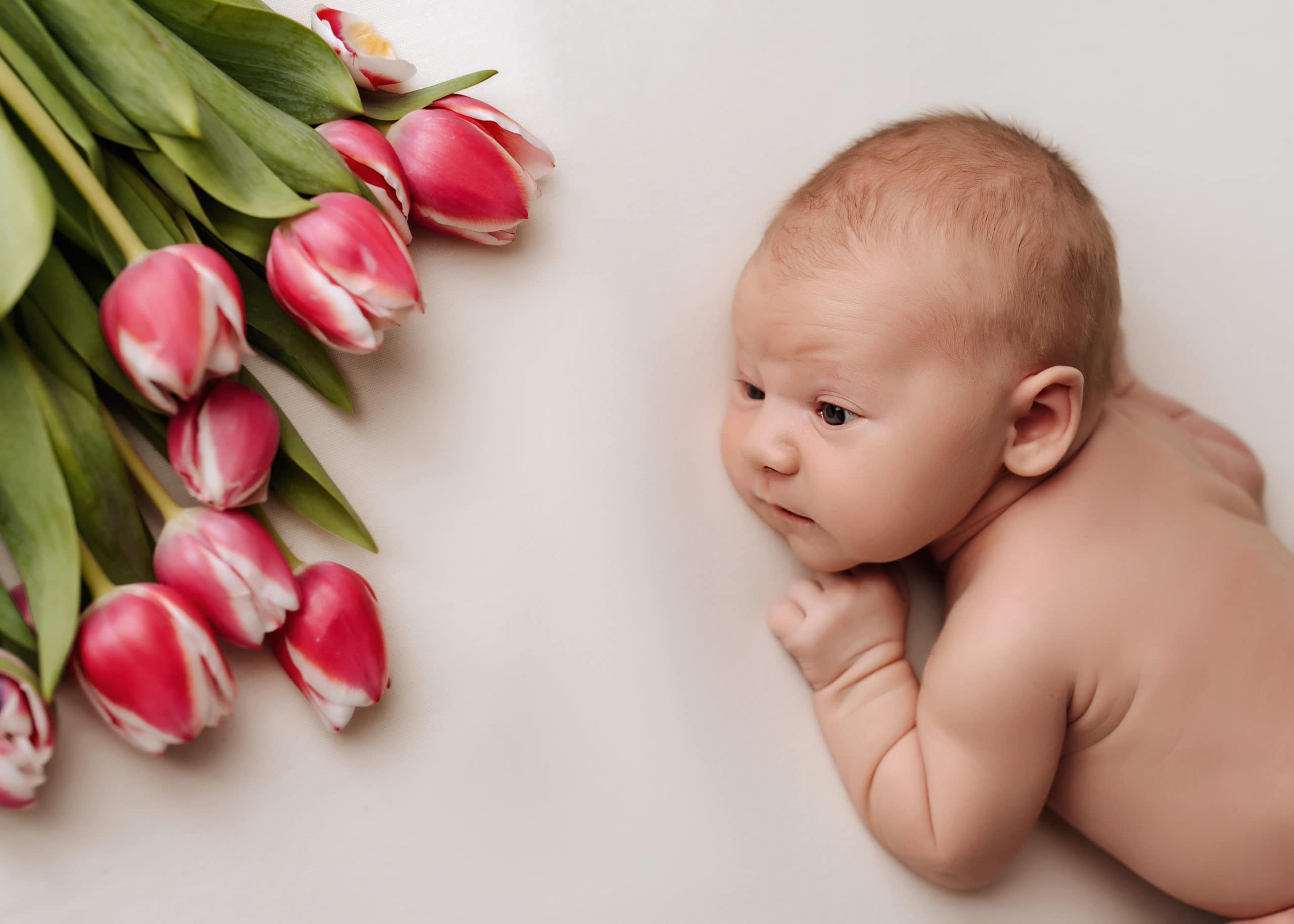 posed newborn photography portrait of newborn baby girl with tulips in Prince George photography studio, with experienced newborn photogrpher